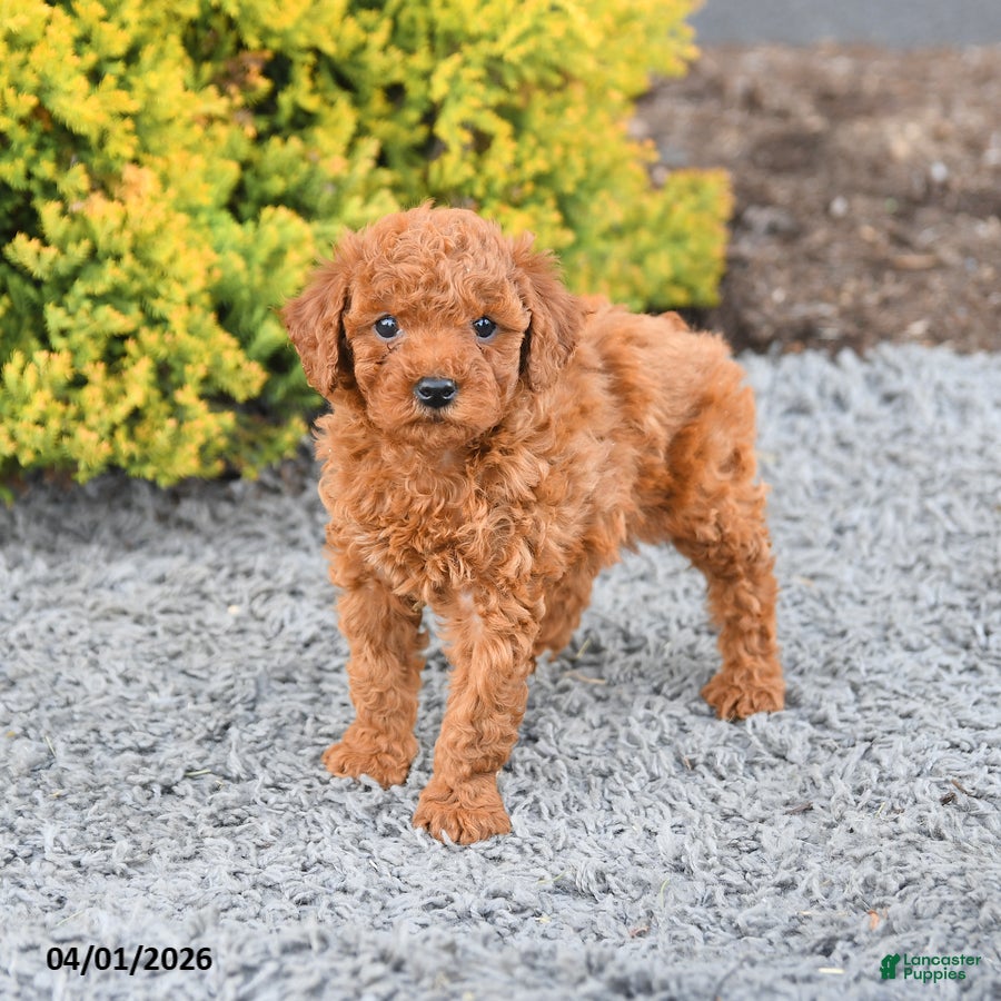 Miniature Poodle dogs Crumpet - Ad 2