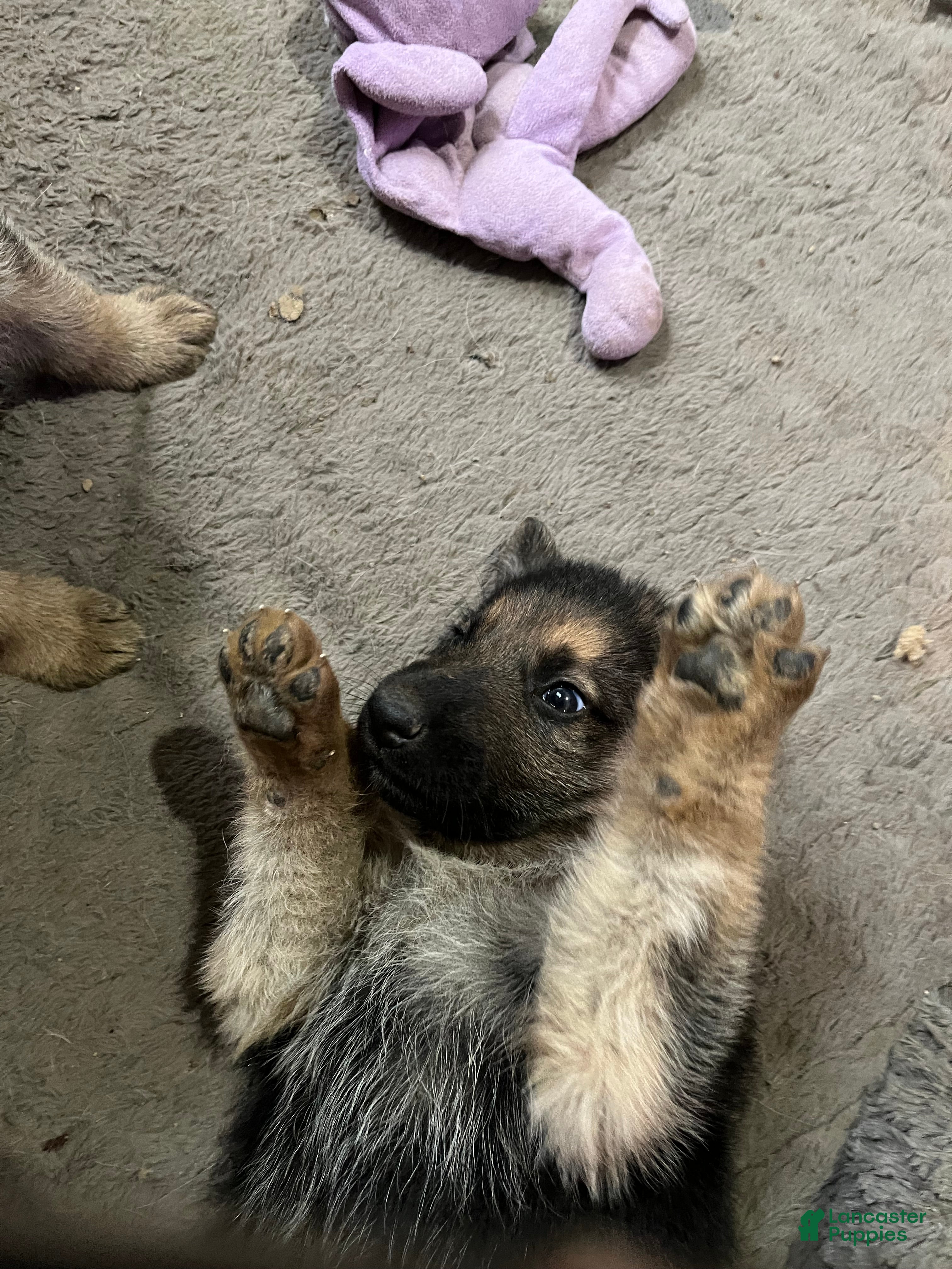 German Shepherd dogs for sale: German Shepherd Puppy 2 - Ad 3