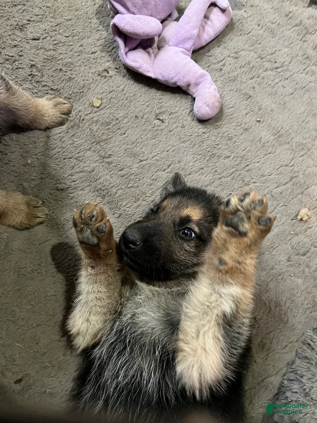 German Shepherd dogs for sale: German Shepherd Puppy 2 - Ad 1