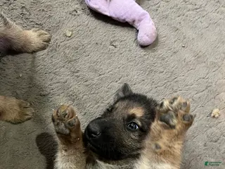 German Shepherd dogs German Shepherd Puppy 2 - Ad 39