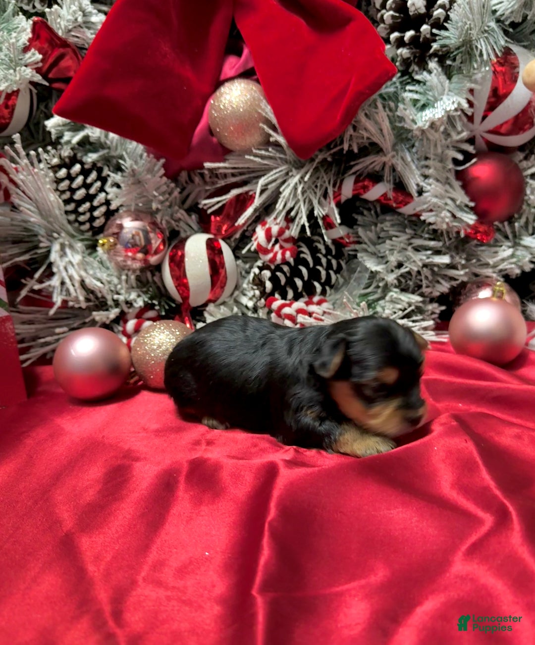 Yorkshire Terrier dogs for sale: Fettuccine  - Ad 4