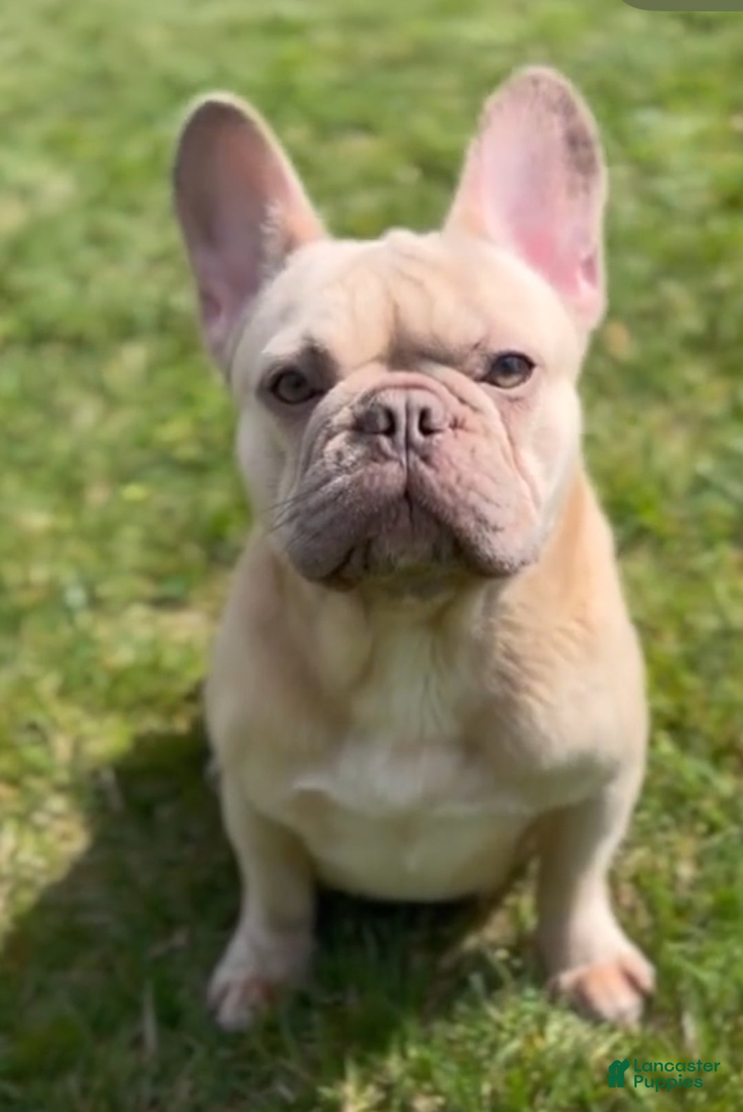French Bulldog dogs for sale: Growleth  - Ad 5