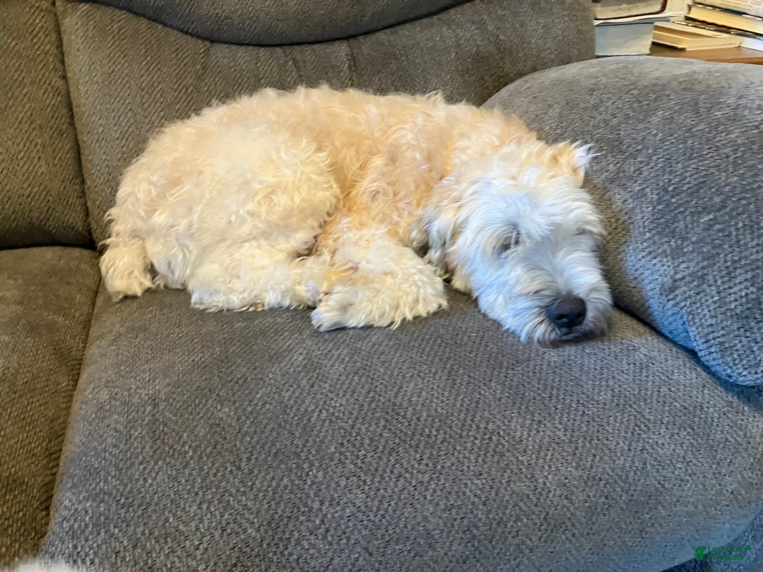 Soft Coated Wheaten Terrier dogs for sale: Soft Coated Wheaten Terrier Puppy 1 - Ad 4