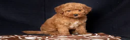Mini Goldendoodle dogs for sale: Len - Ad 4