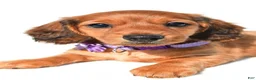 Miniature Dachshund dogs for sale: Jewel - Ad 6