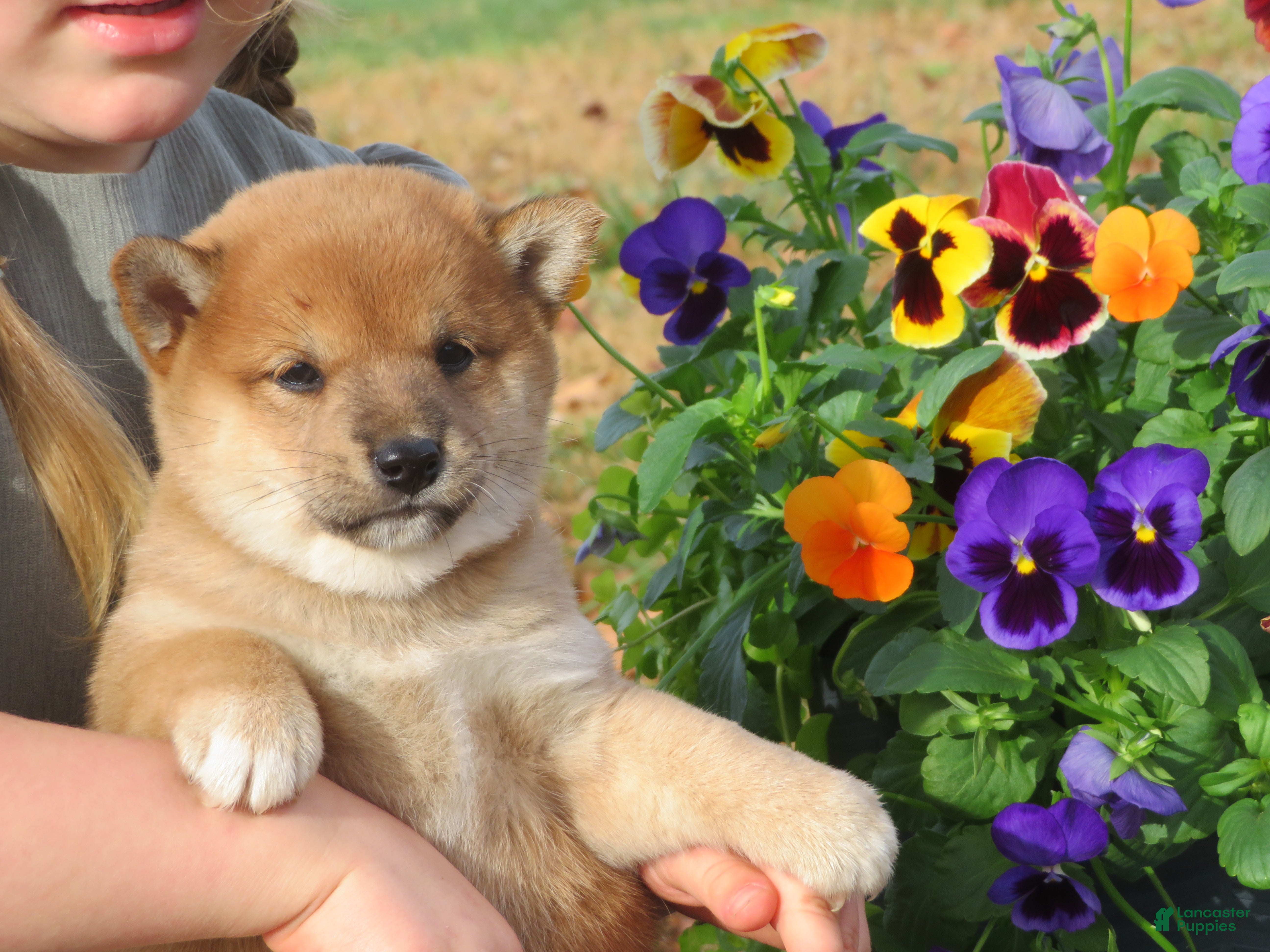 Shiba Inu dogs Shiba Inu Puppy 5 Tracy - Ad 35