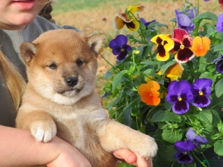 Shiba Inu dogs Shiba Inu Puppy 5 Tracy - Ad 25