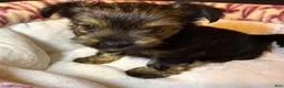 Yorkshire Terrier dogs for sale: Eclipse  - Ad 7
