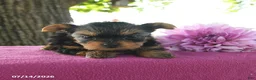 Yorkshire Terrier dogs for sale: Tessy - Ad 3
