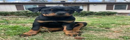 Rottweiler dogs for sale: Lady - Ad 3