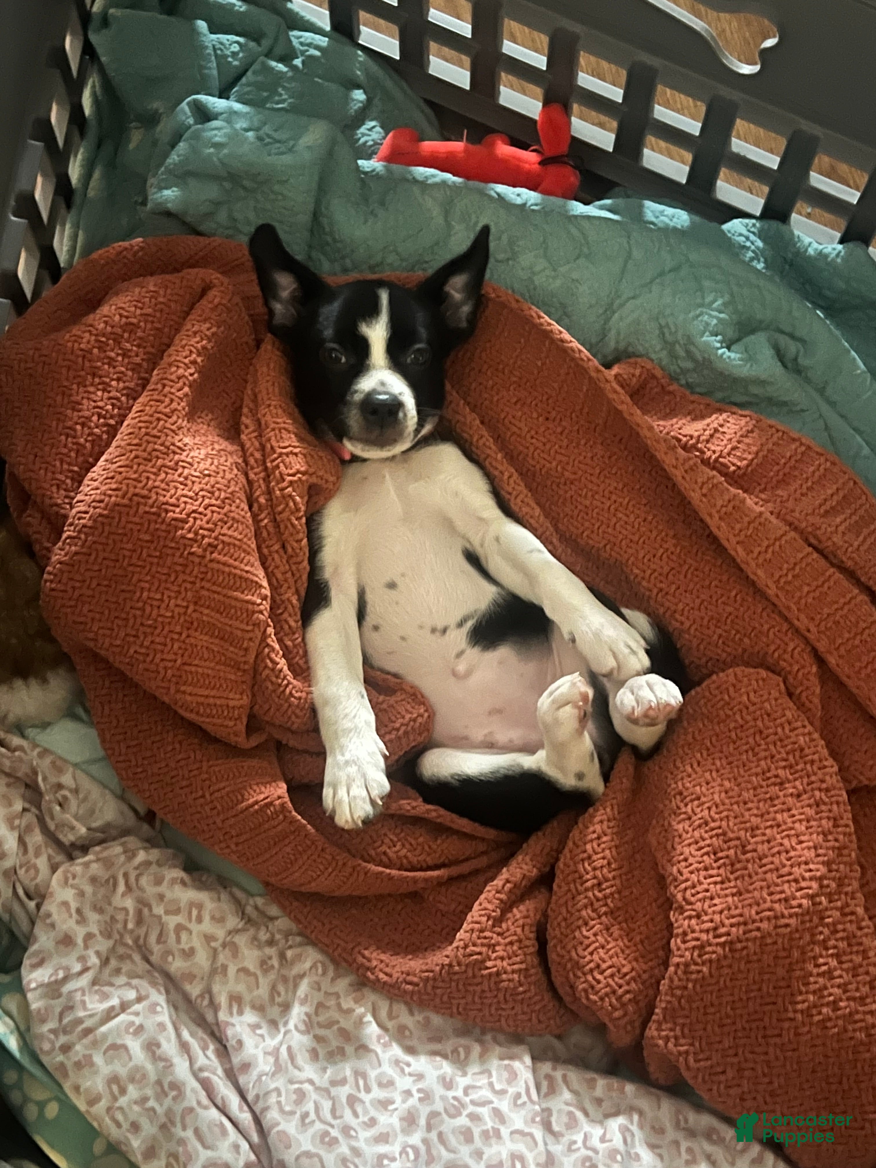 Mixed Breed dogs Bella - Ad 2