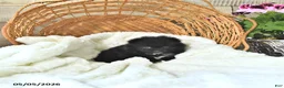 Pomeranian dogs for sale: Amy - Ad 4