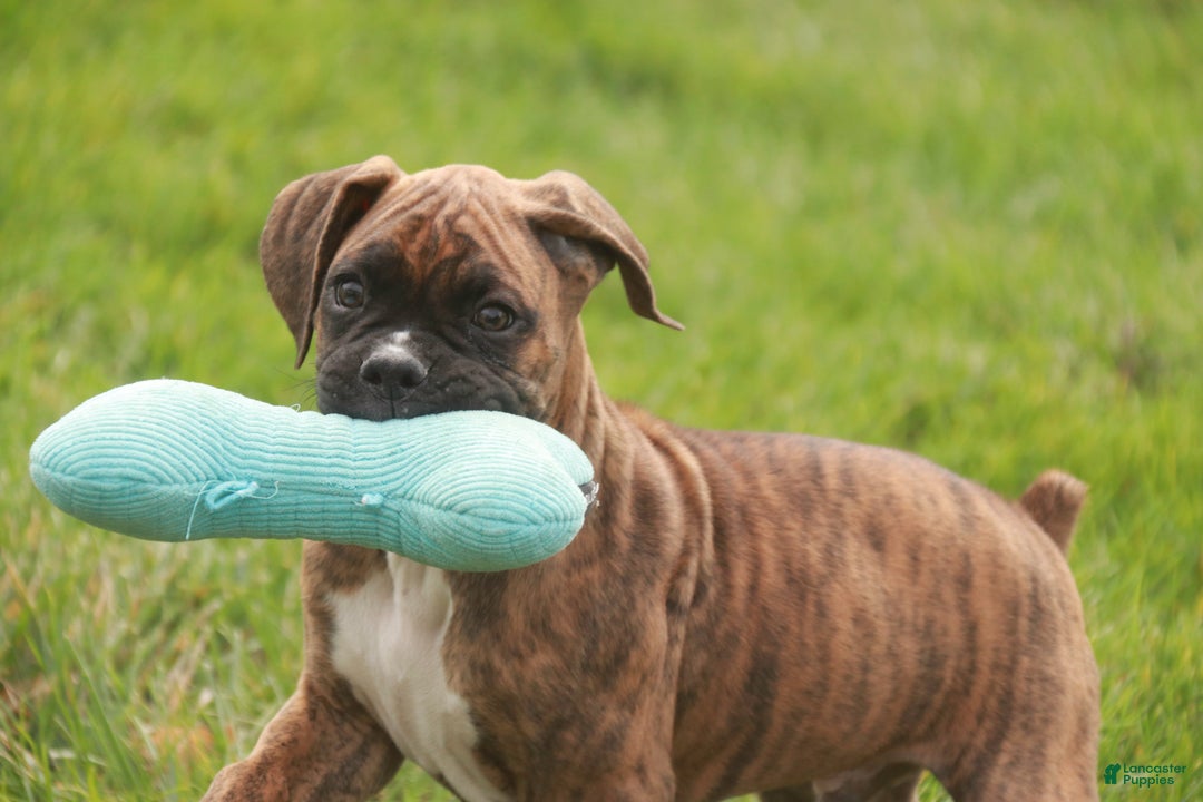 Boxer dogs for sale: Norris - Ad 9