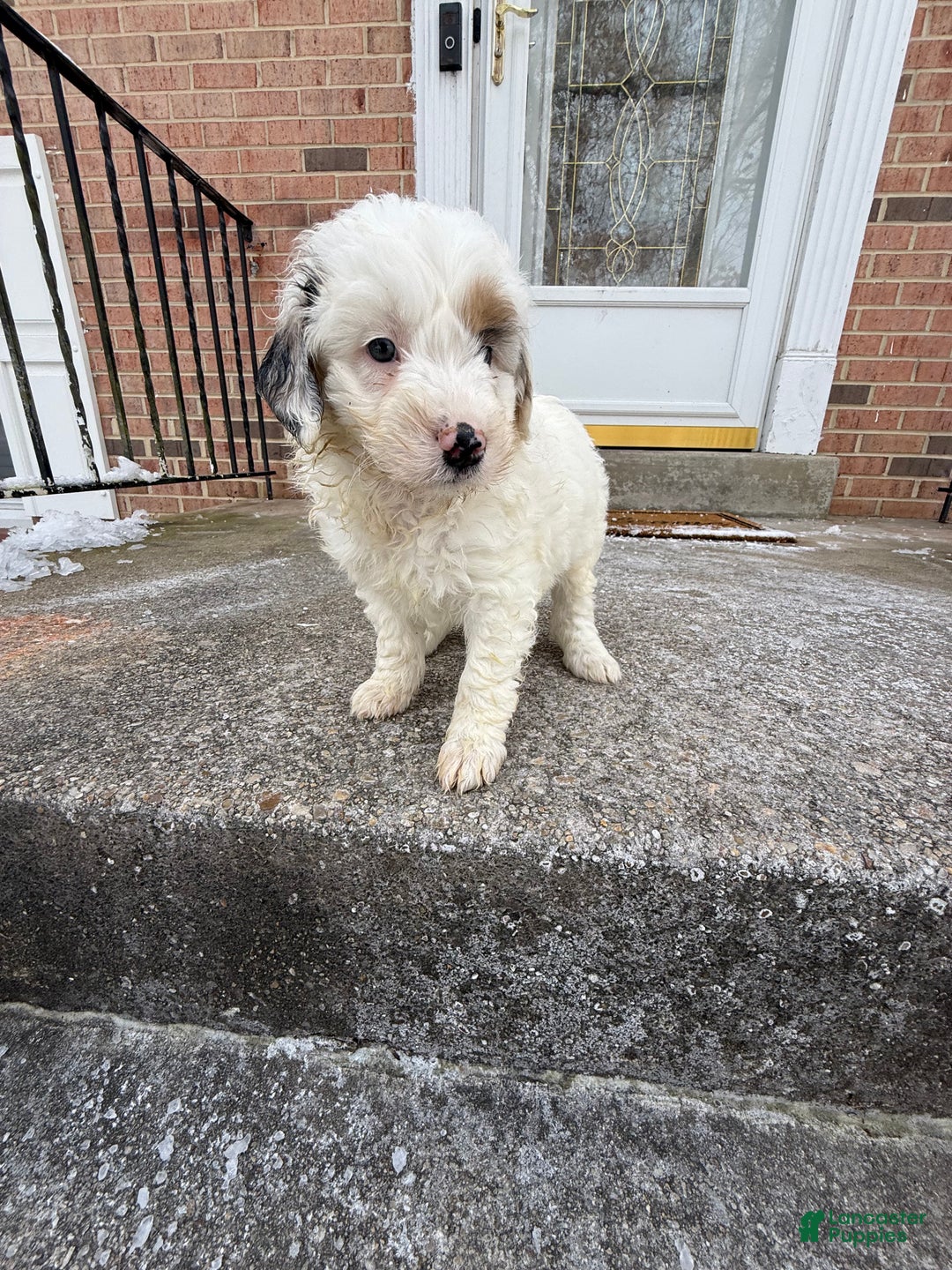 Mini Aussiedoodle dogs for sale: Mini Aussiedoodle Puppy 1 - Ad 4