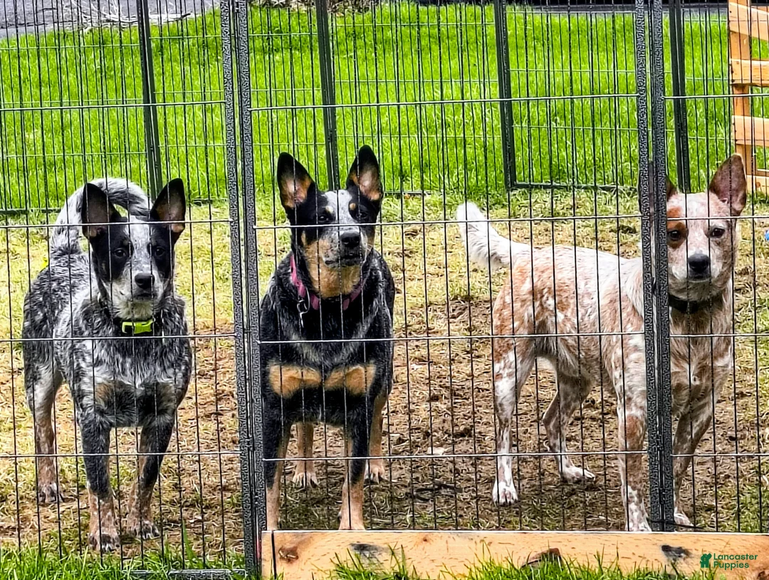 Australian Cattle Dog dogs for sale: Australian Cattle Dog Puppy 1 - Ad 4