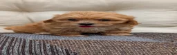 Havapoo dogs for sale: Bridget - Ad 10