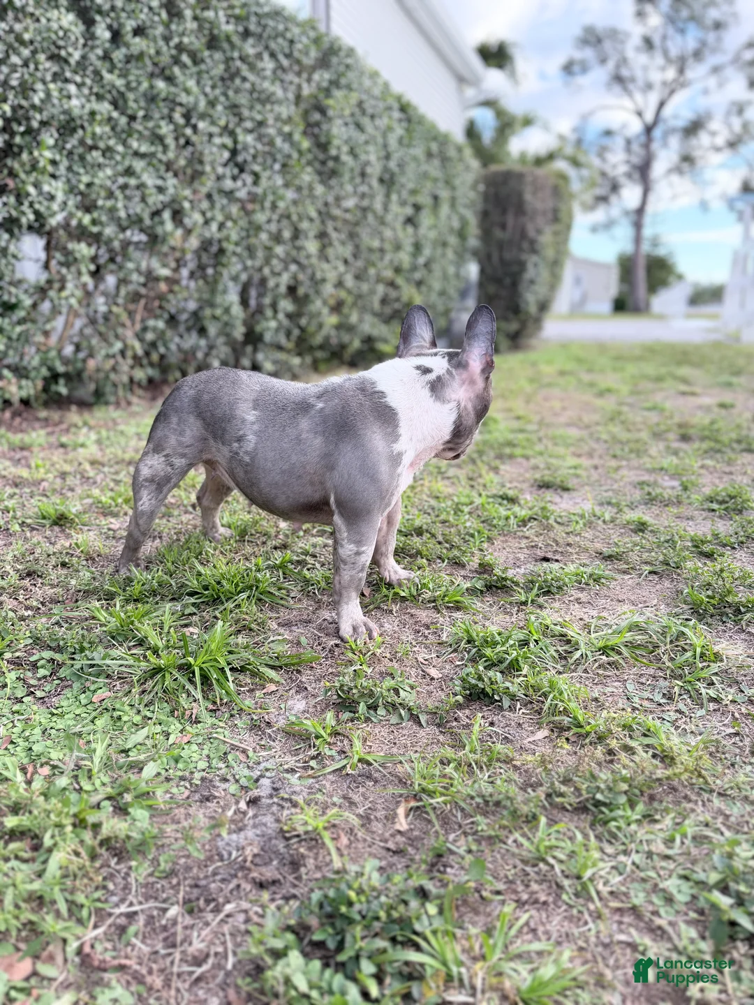 French Bulldog dogs for sale: Stormi - Ad 5