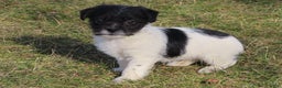 Mixed Breed dogs for sale: Jackie - Ad 1
