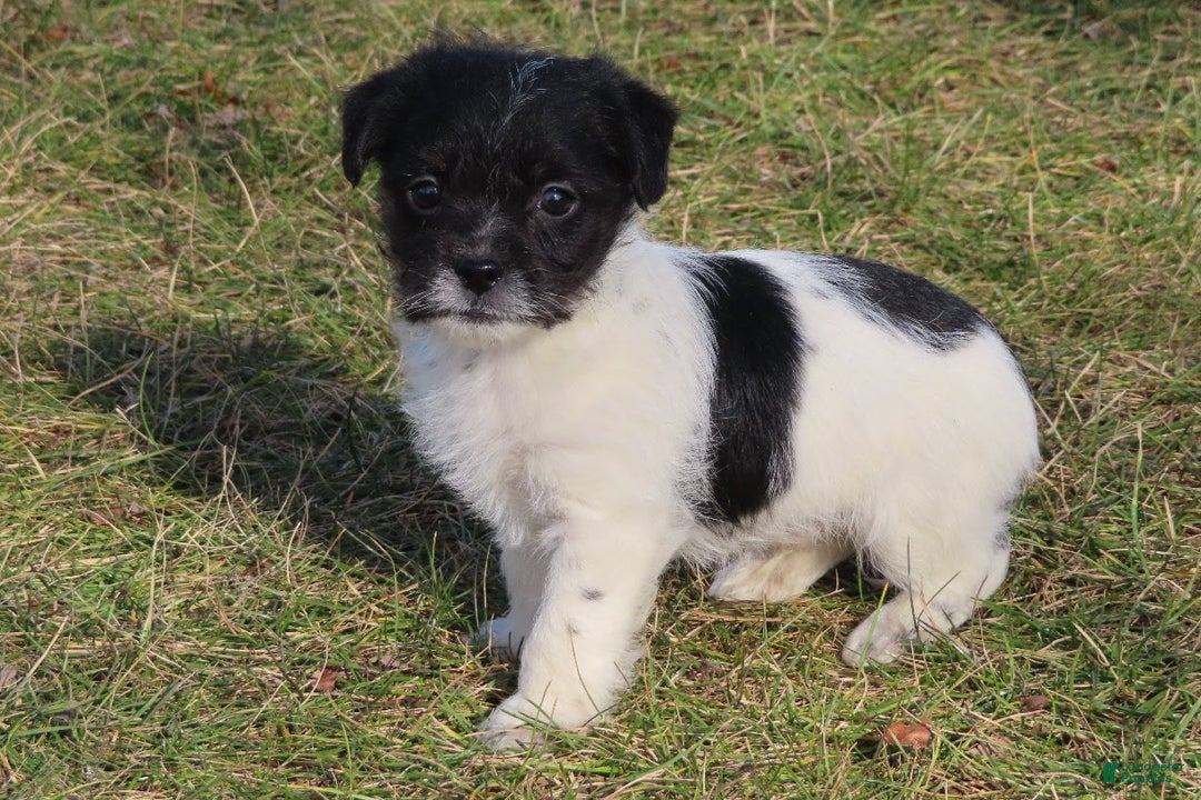 Mixed Breed dogs for sale: Jackie - Ad 1