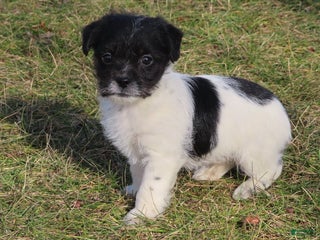 Mixed Breed dogs Jackie - Ad 29