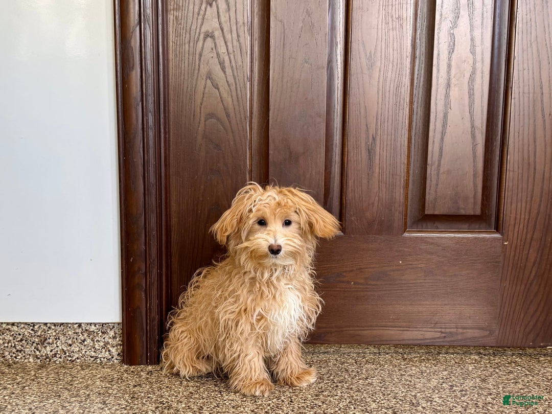 Maltipoo dogs for sale: Quinn - Ad 12