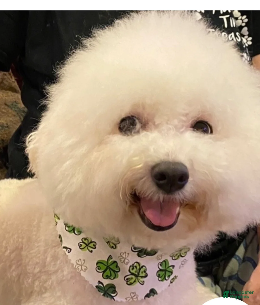 Bichon Frise dogs for sale: Bichon Frise 1 - Ad 5