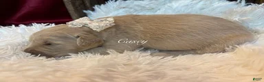 Casey