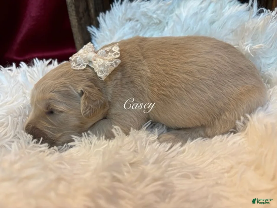 Golden Retriever dogs for sale: Casey - Ad 1