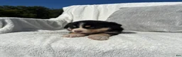 Mixed Breed dogs for sale: Mixed Breed 3 - Ad 4