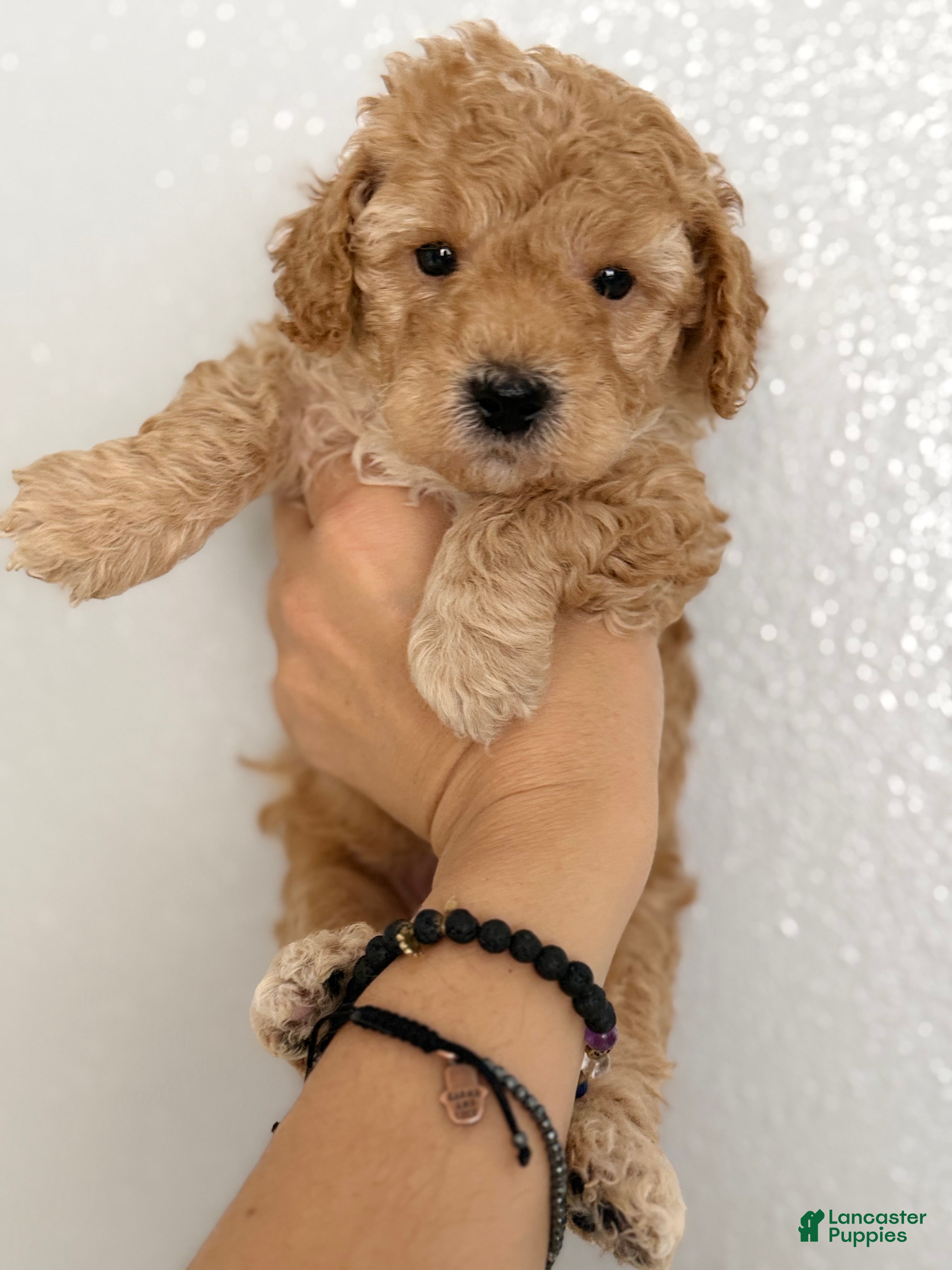 Mini Goldendoodle dogs Mini Goldendoodle Puppy 2 - Ad 8