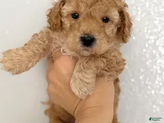 Mini Goldendoodle dogs Mini Goldendoodle Puppy 2 - Ad 8