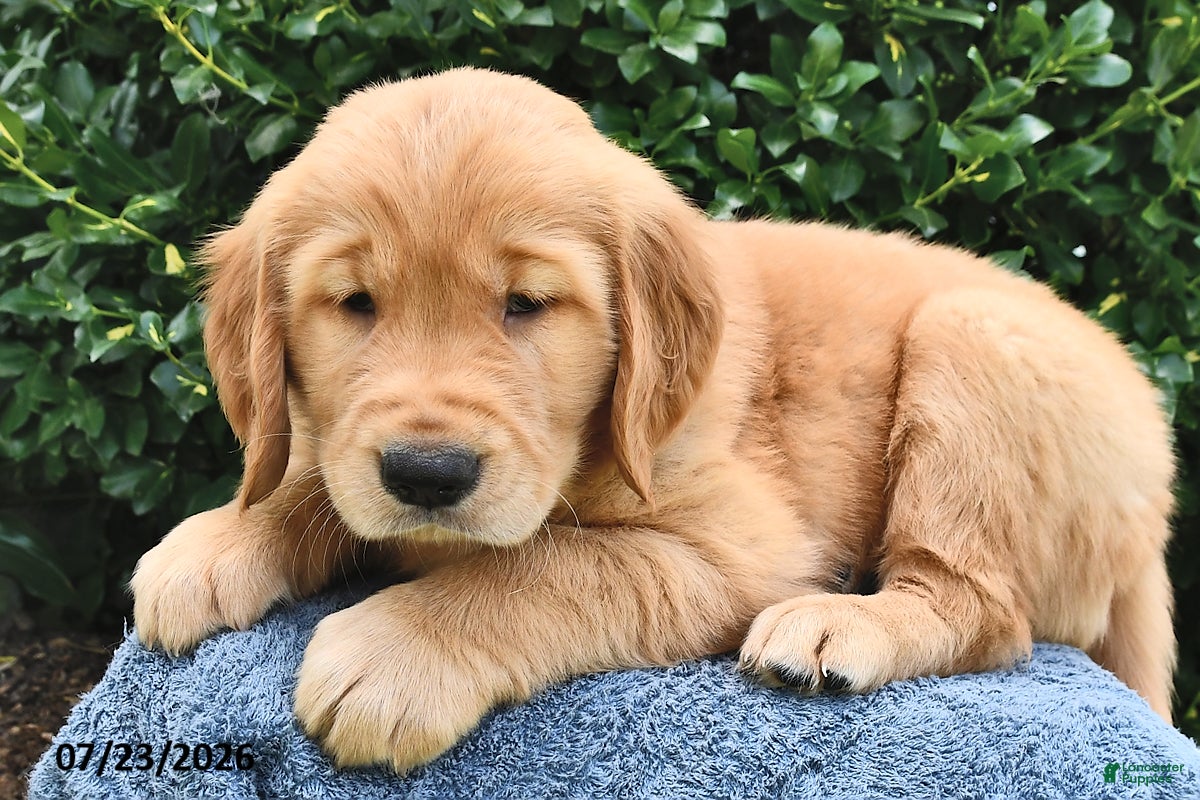 Golden Retriever dogs for sale: Ace  - Ad 3