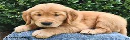 Golden Retriever dogs for sale: Ace  - Ad 1