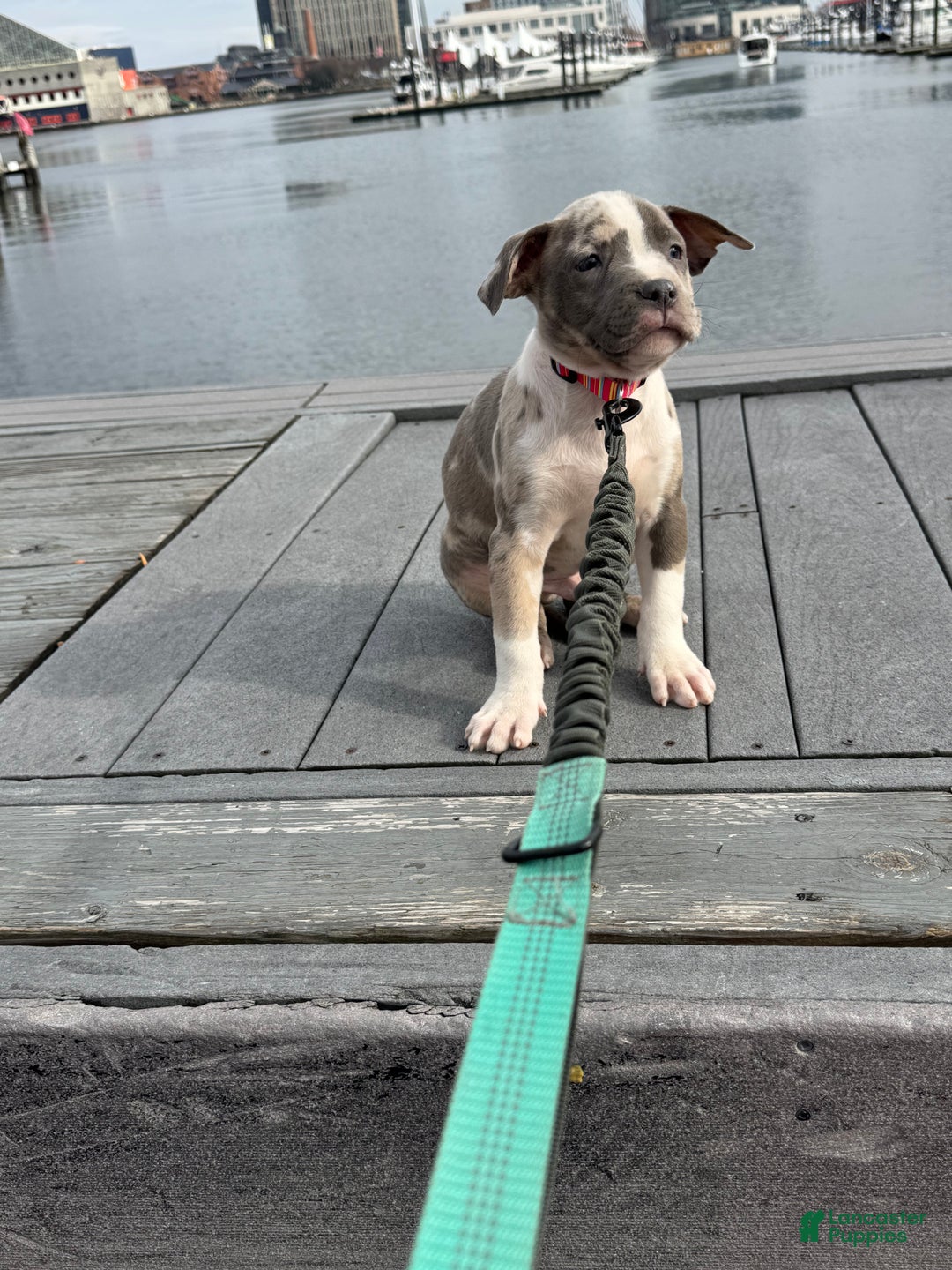 American Bully dogs for sale: Greyjoy  - Ad 12