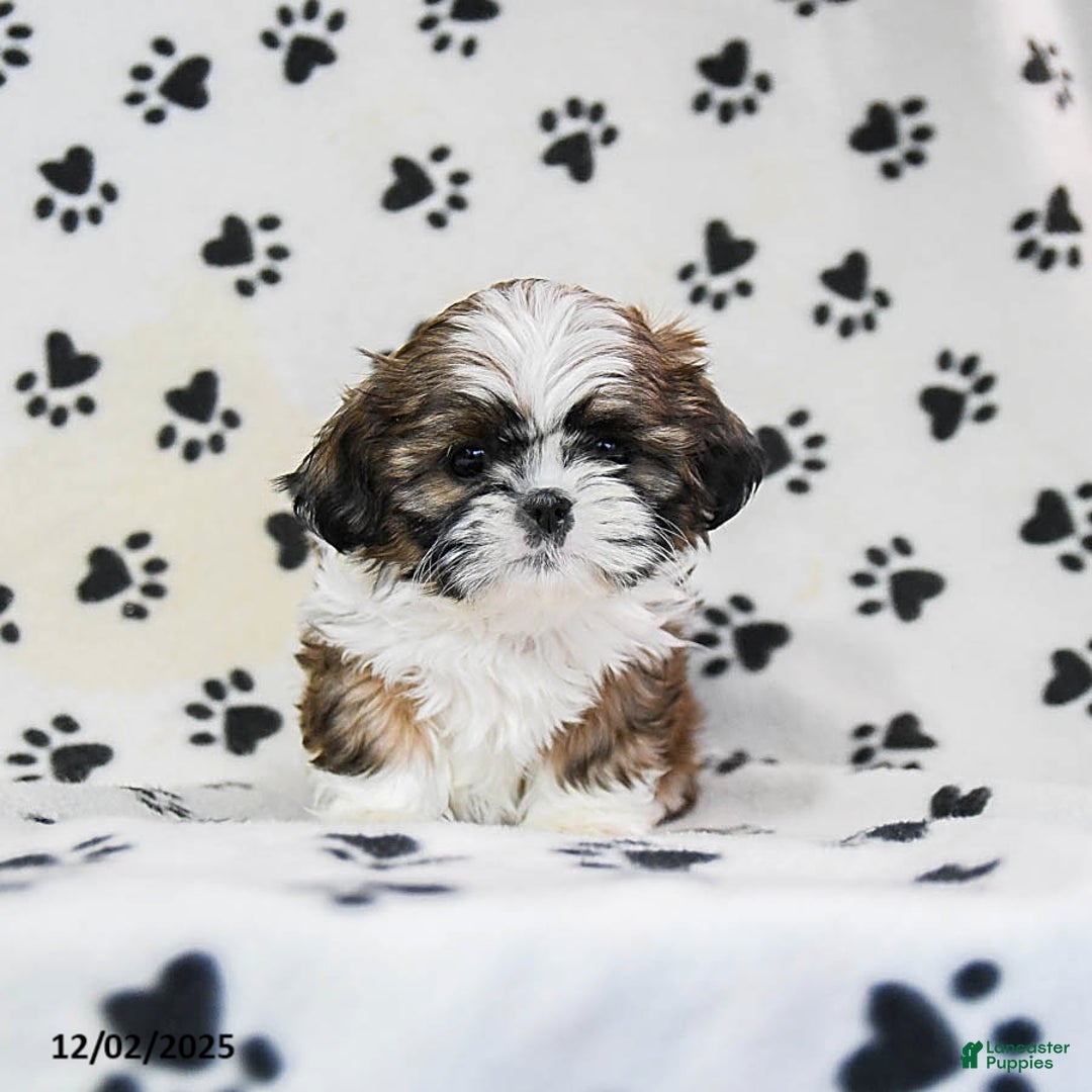 Shih Tzu dogs for sale: Opal - Ad 3