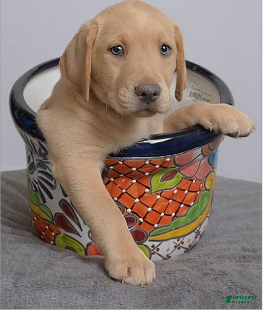 Labrador Retriever dogs for sale: Labrador Retriever Puppy 5 - Ad 25