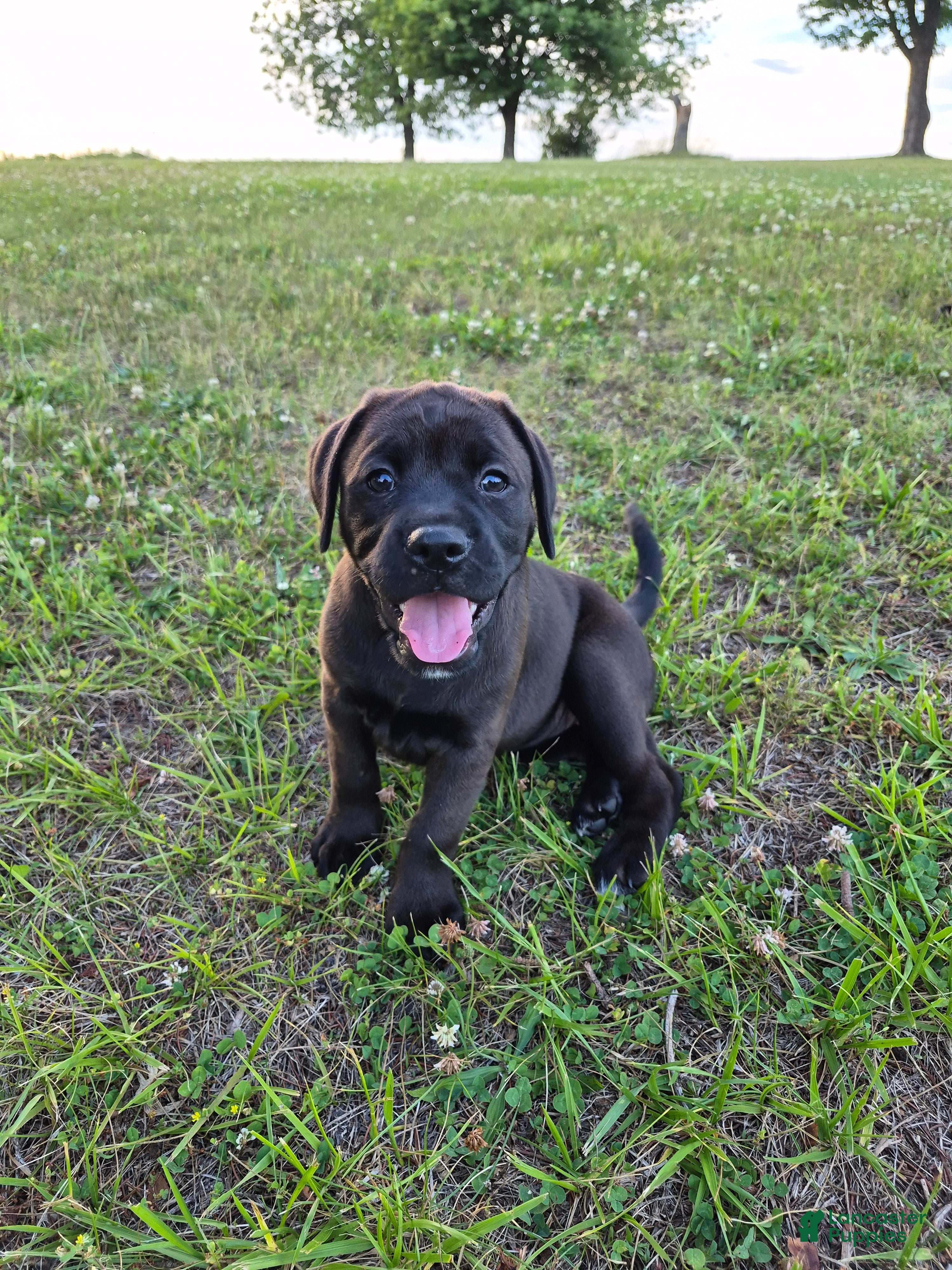 Mixed Breed dogs Peanut - Ad 8