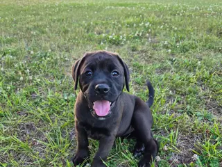Mixed Breed dogs Peanut - Ad 8