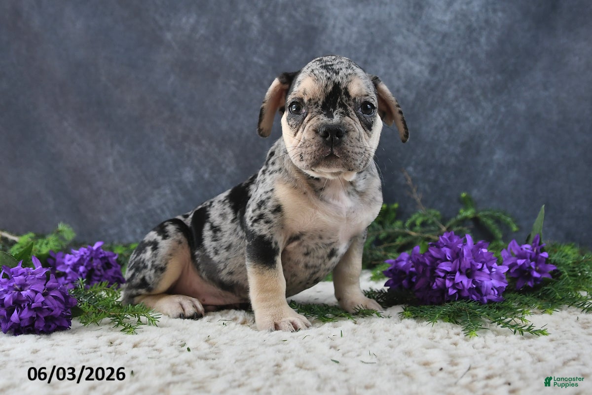 French Bulldog dogs Jordan - Ad 1