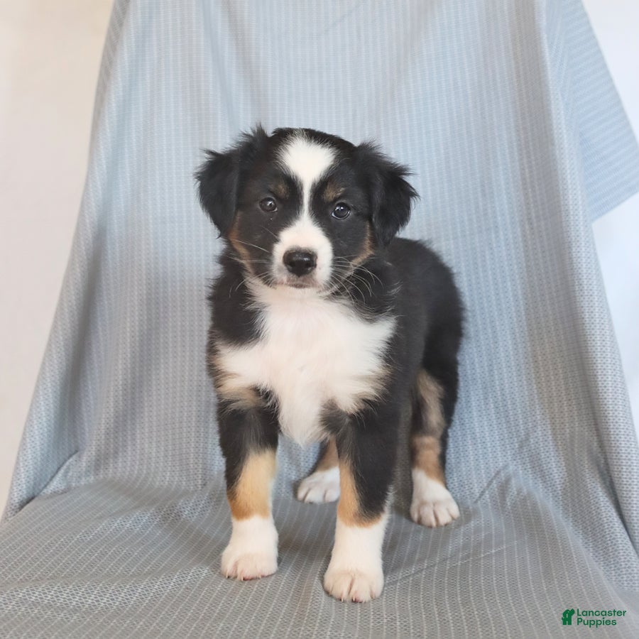 Miniature Australian Shepherd dogs Belle - Ad 1