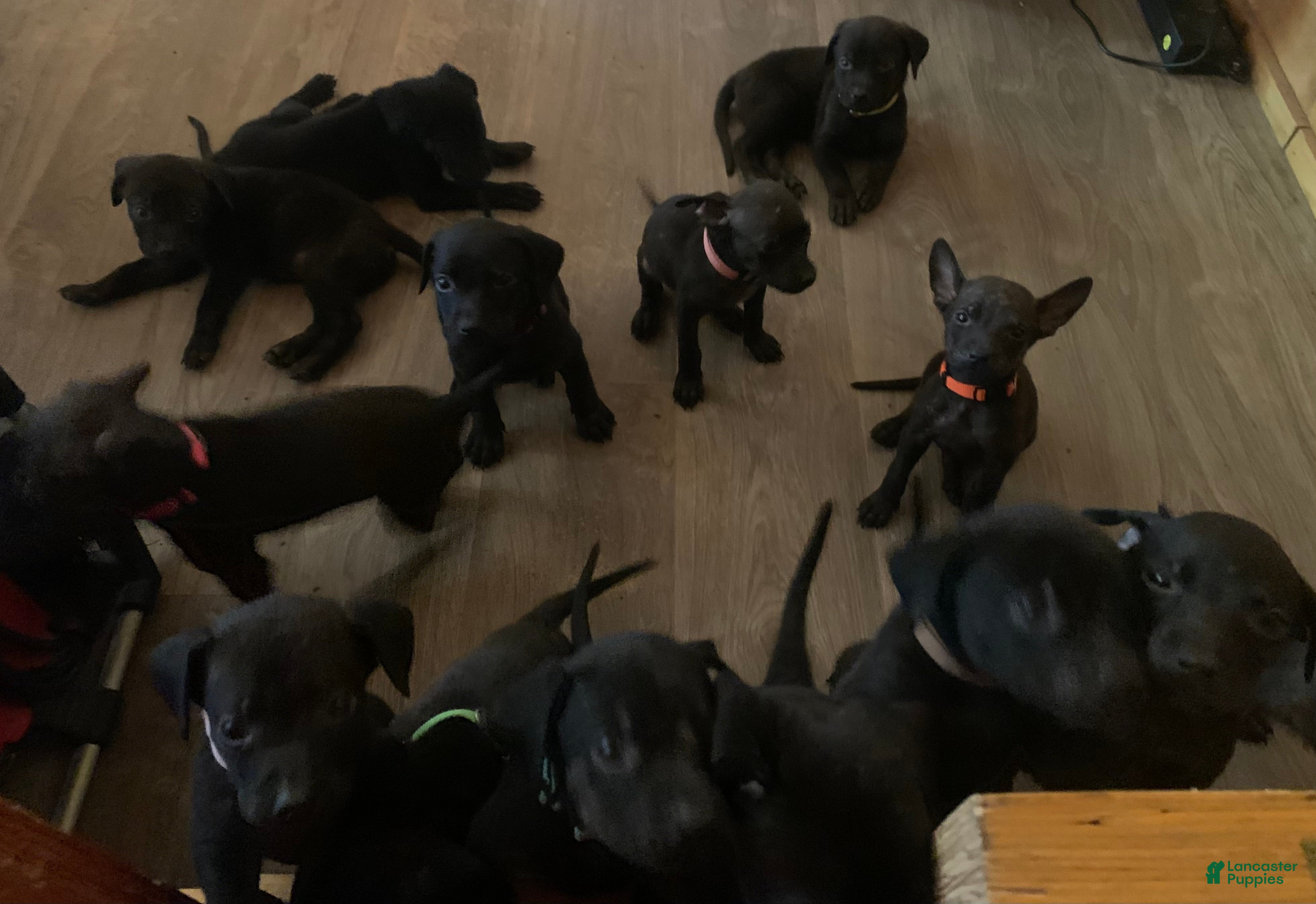 Mixed Breed dogs Mixed Breed 6 - Ad 26