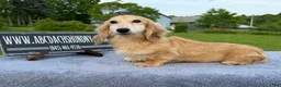 Miniature Dachshund dogs for sale: Cream - Ad 15