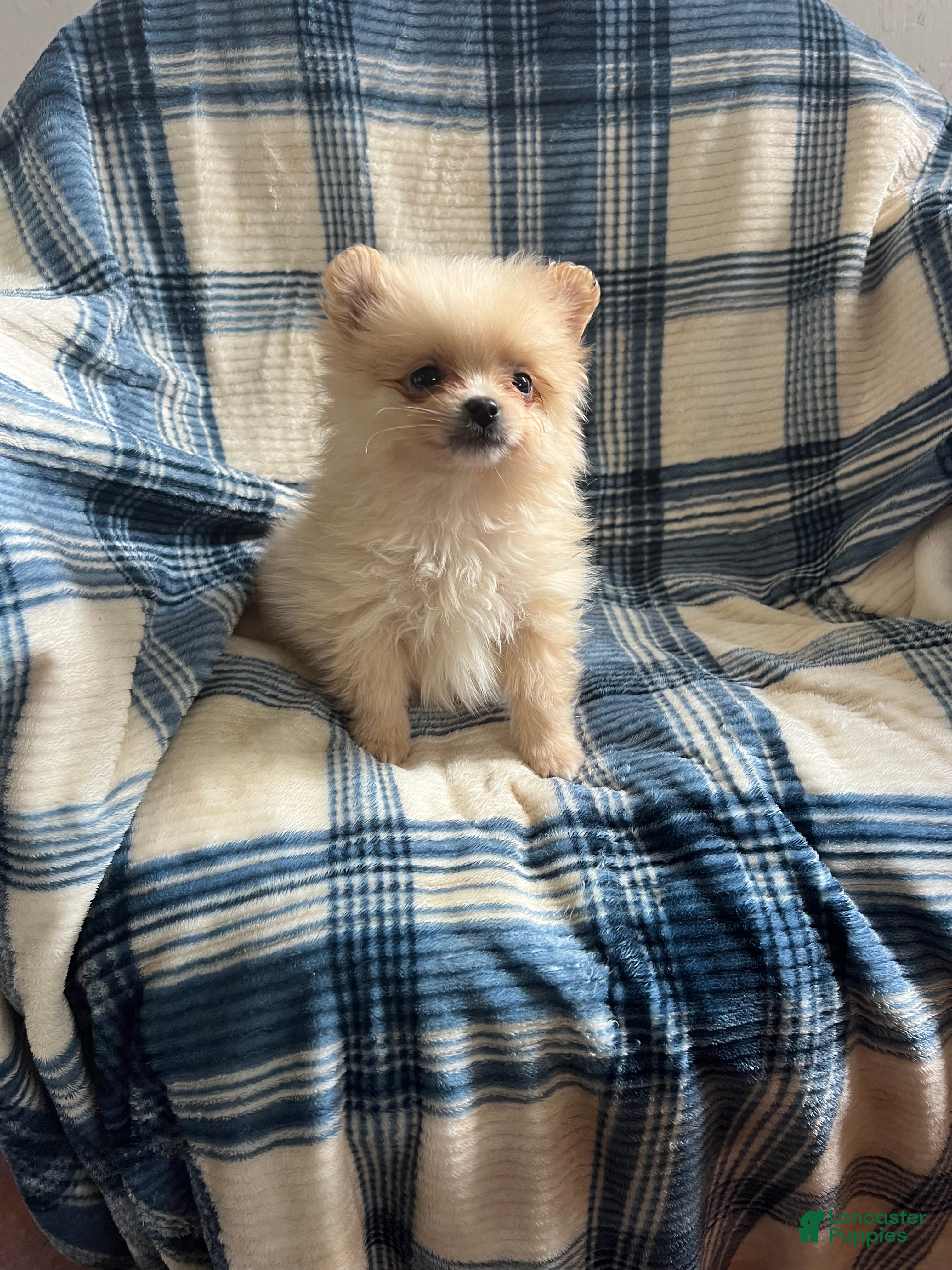 Pomeranian dogs Little Peanut - Ad 1