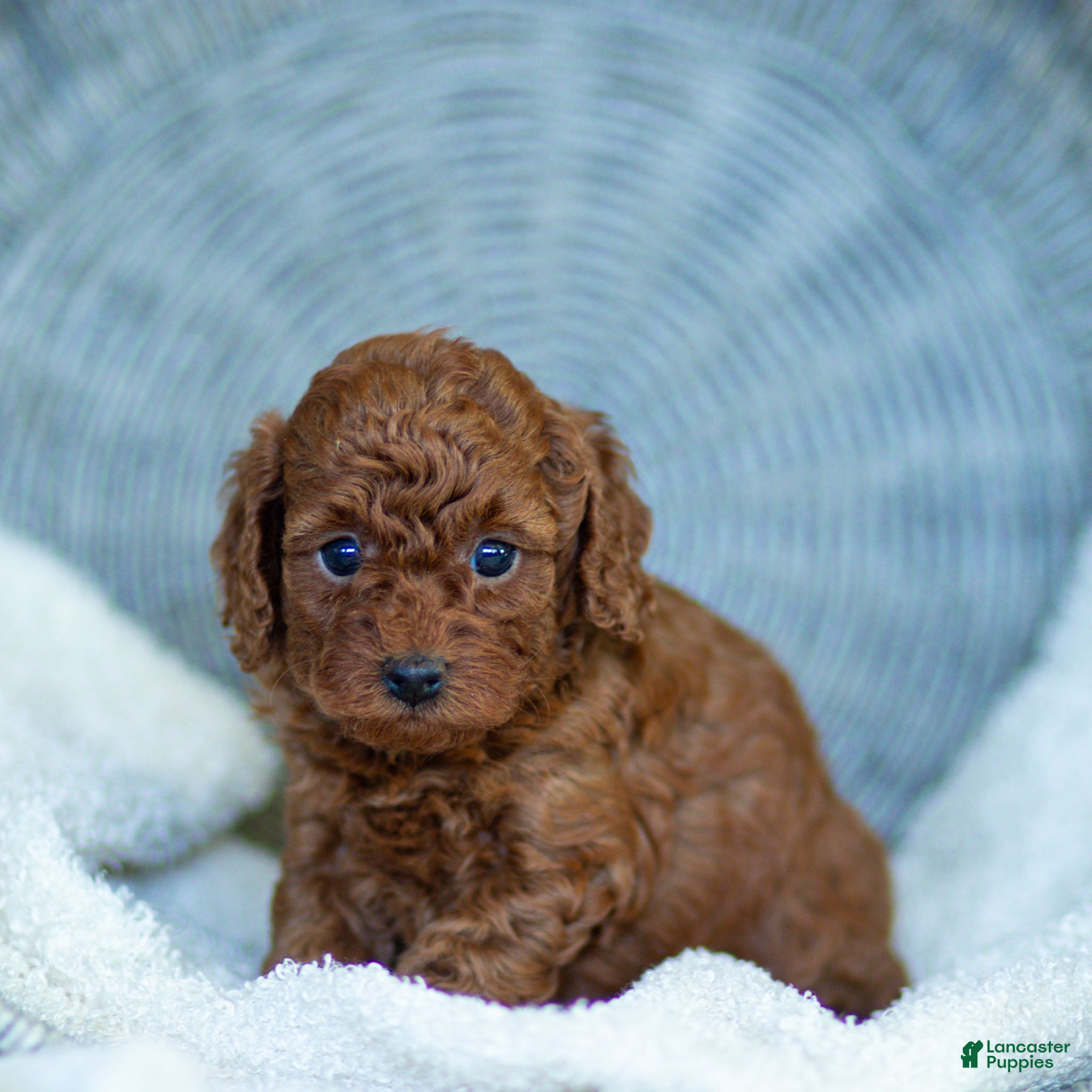 Toy Poodle dogs Roxy Toy Poodle Puppy  - Ad 1