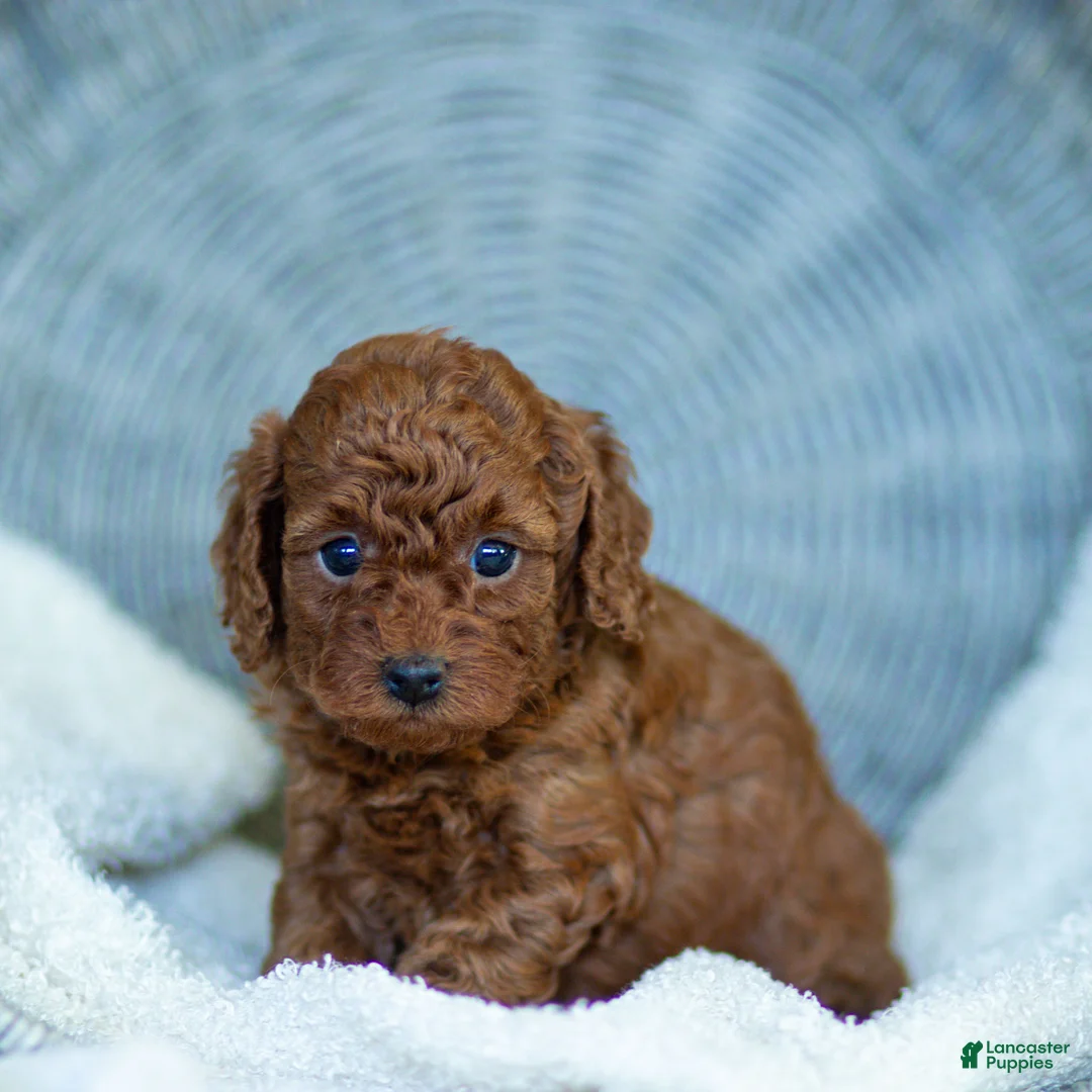 Toy Poodle dogs for sale: Roxy Toy Poodle Puppy  - Ad 1