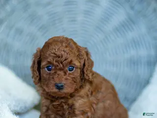 Toy Poodle dogs for sale: Roxy Toy Poodle Puppy - Ad 3