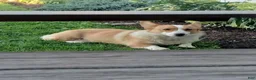 Welsh Corgi Pembroke dogs for sale: Maddie  - Ad 6