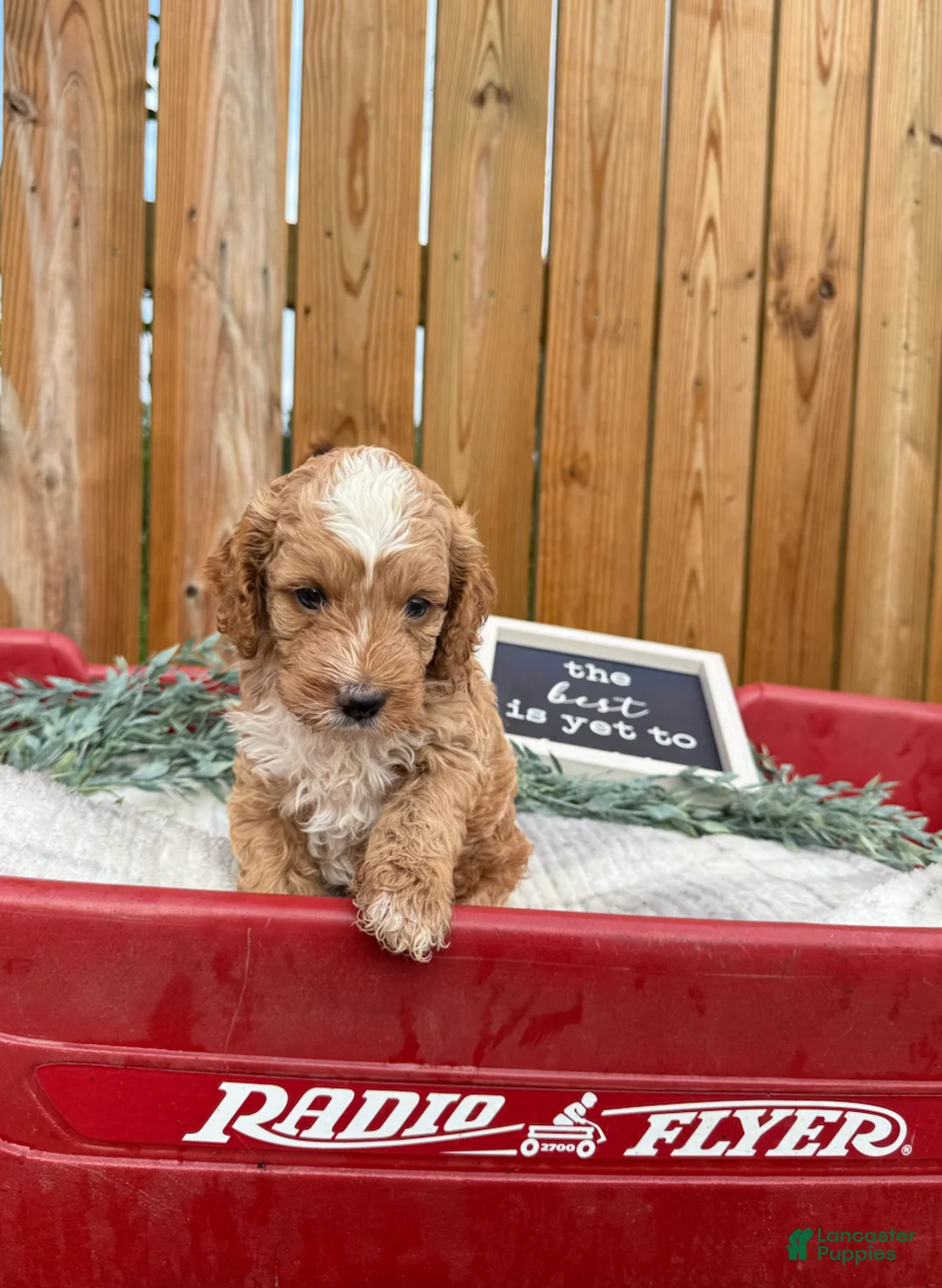 Cockapoo dogs for sale: Bennett - Ad 2