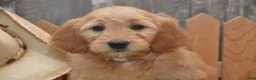 Goldendoodle dogs for sale: Beverly - Ad 6