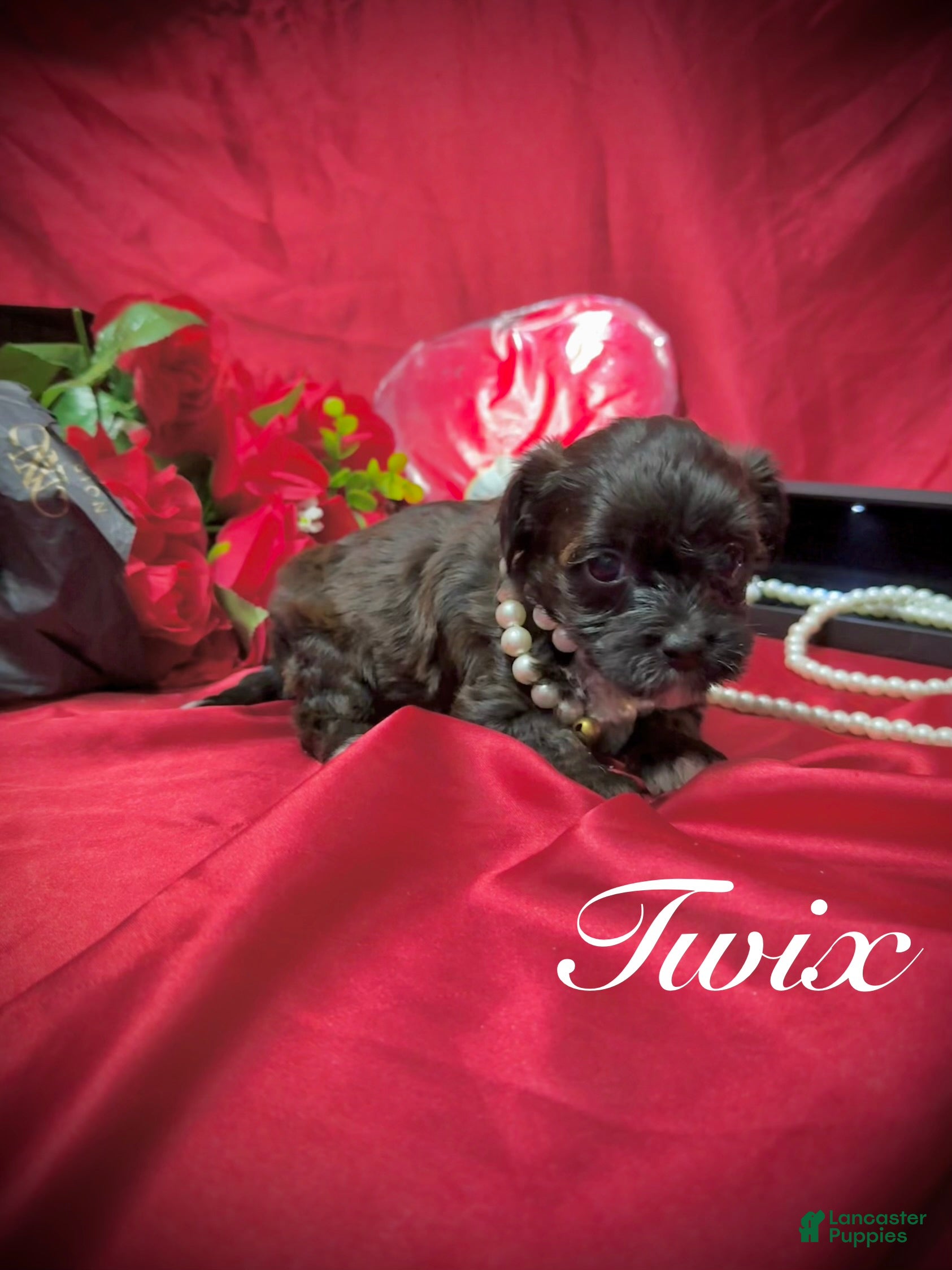 Yorkiepoo dogs for sale: Twix  - Ad 4